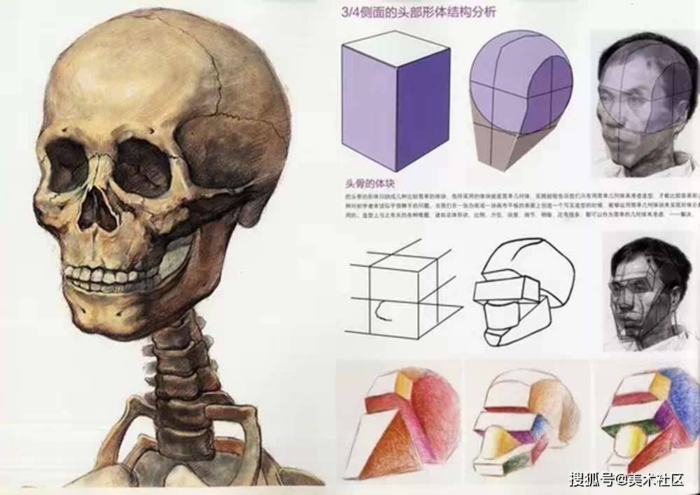 想要你的素描头像拿高分,这些结构一定要画对_头骨