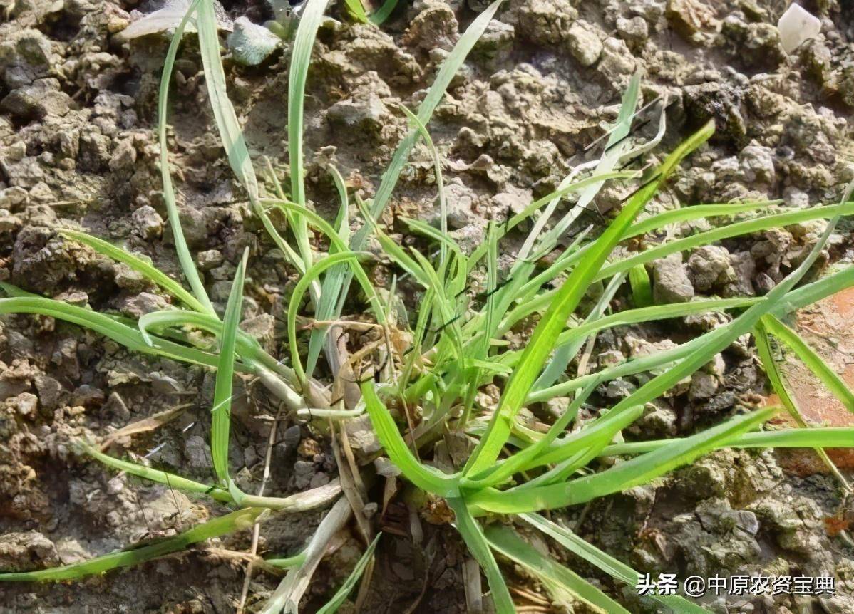 11月中下旬,北方麦田杂草用药正当时,这3点必看
