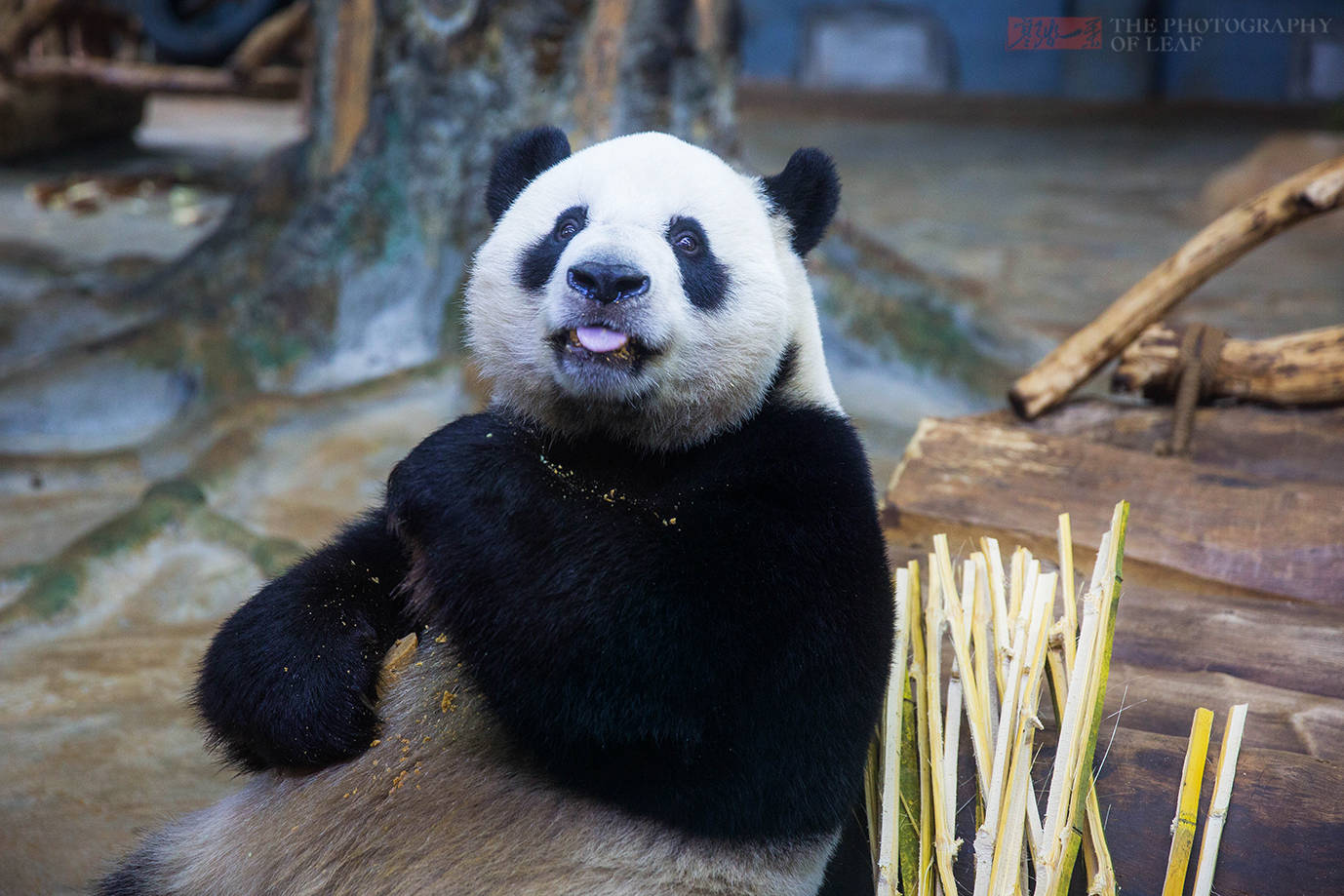 你知道中国最可爱的大熊猫在哪吗？说出来你都不信，它在海南岛_贡贡和