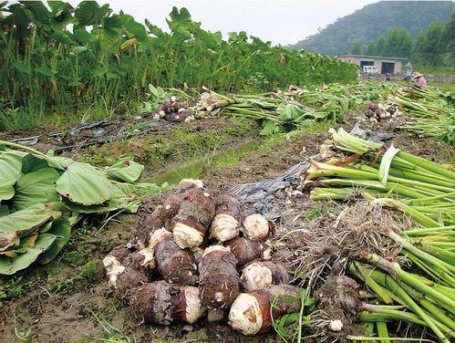 住楼房咋保存芋头?教你1个好方法,放半年不烂不长芽,越放越糯