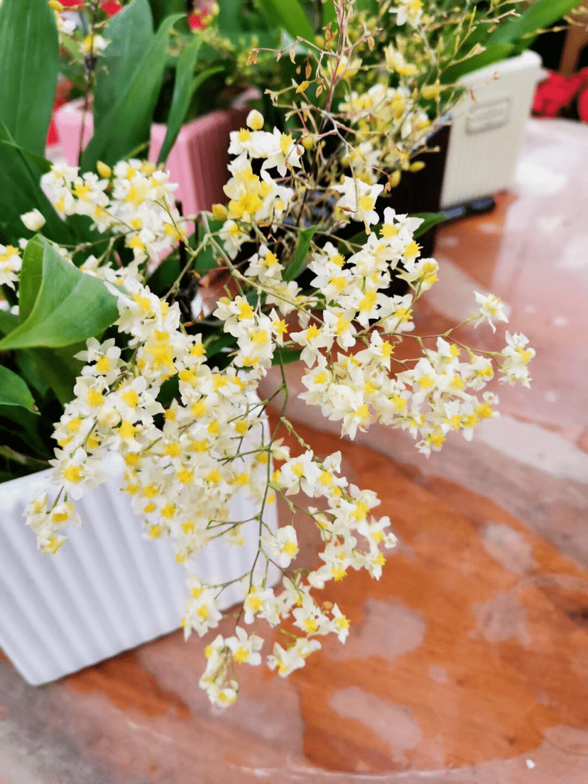 花多多10号功效与作用 8c0d0bb58f06408a9480da498b2f09af.png