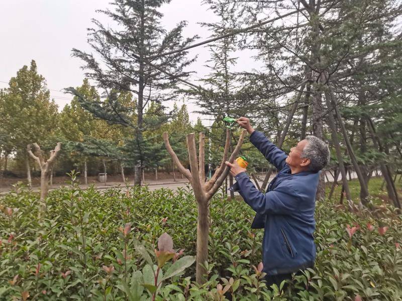 汝州市住建局积极开展秋季绿植修剪工作