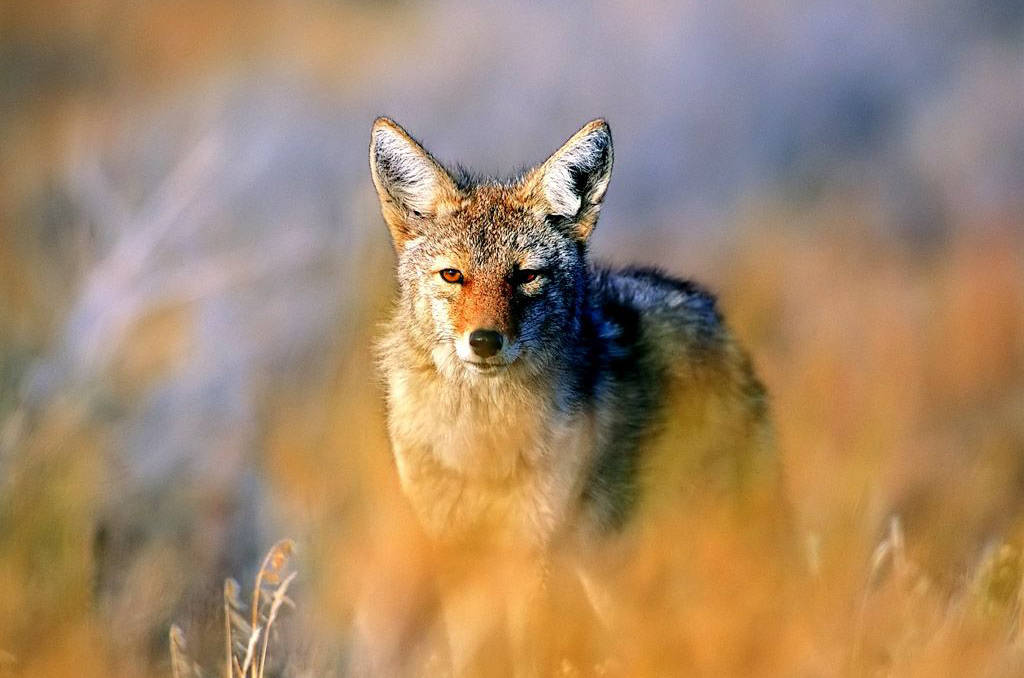 白狐图片大全大图会动的 13c795915b854fd49fbf634bbc8bac72.jpeg