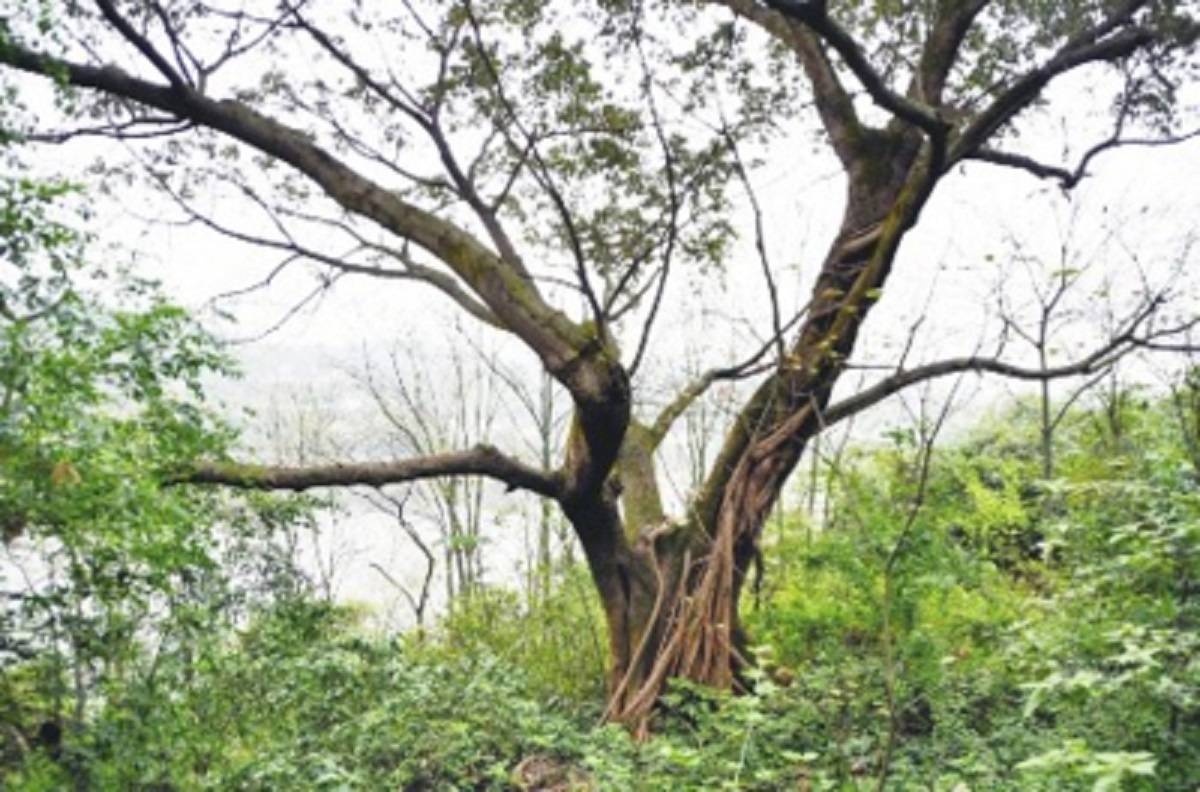 杨森|广安杨森花园：摩崖石刻记录着杨森与吴佩孚的一段交往