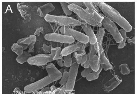 电镜下的枯草芽孢杆菌(图片来自chen et al., 2016)