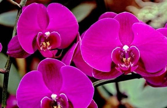 蝴蝶兰夏天怎么浇水好 ebf2a0e7d1bc4267bf772a22aacce9b4.jpeg