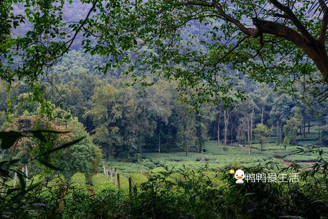 杭州“最舒适”景区，乾隆御诗藏进茶园里，人少景美很清幽！_碑廊