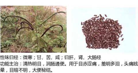 中草药图片大全名称和作用 c263717de5864be5b9308a725359c1f7.jpeg