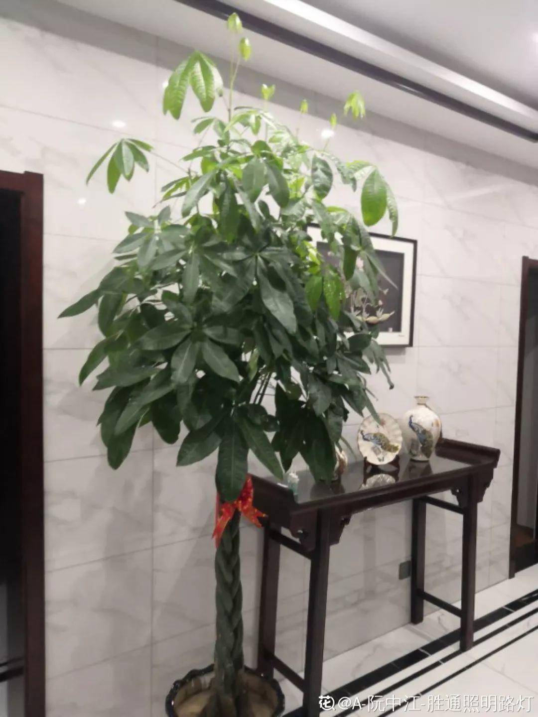 发财树客厅放哪 f51ee37a74a44884a38043407dcaf4ab.jpeg