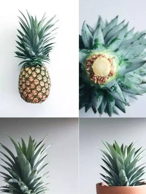 怎么种菠萝头放在水里 f6fd9b2298654306bf840b426b6ad6b7.jpeg