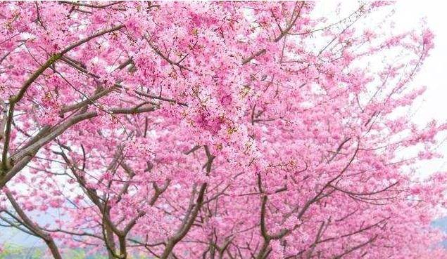 贵州有个唯美樱花园，花瓣迎风飞舞，宛如《秒速5厘米》浪漫场景_季节