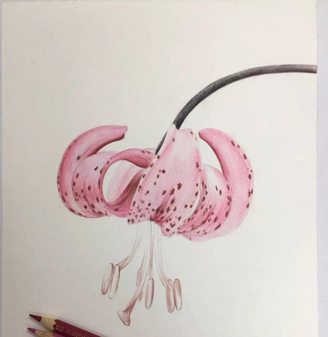 【推荐】零基础彩铅画入门教程|彩色铅笔绘画教程视频