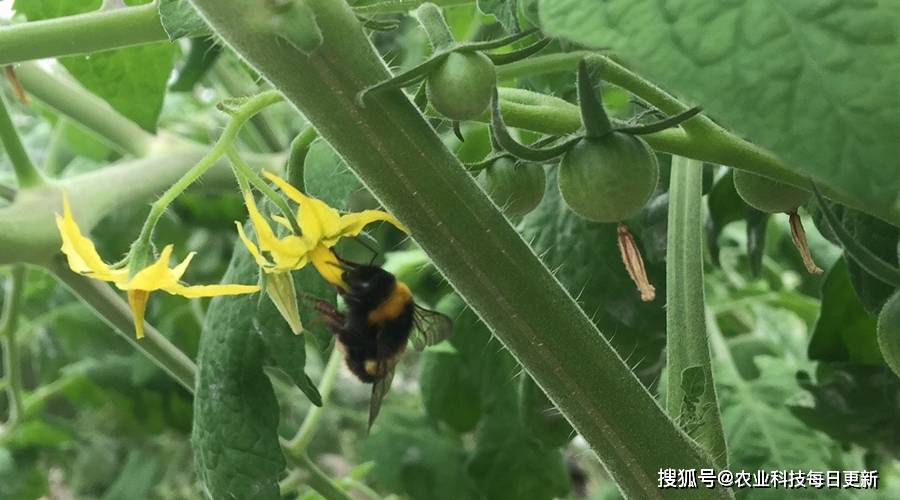 熊蜂丨小生物大本领