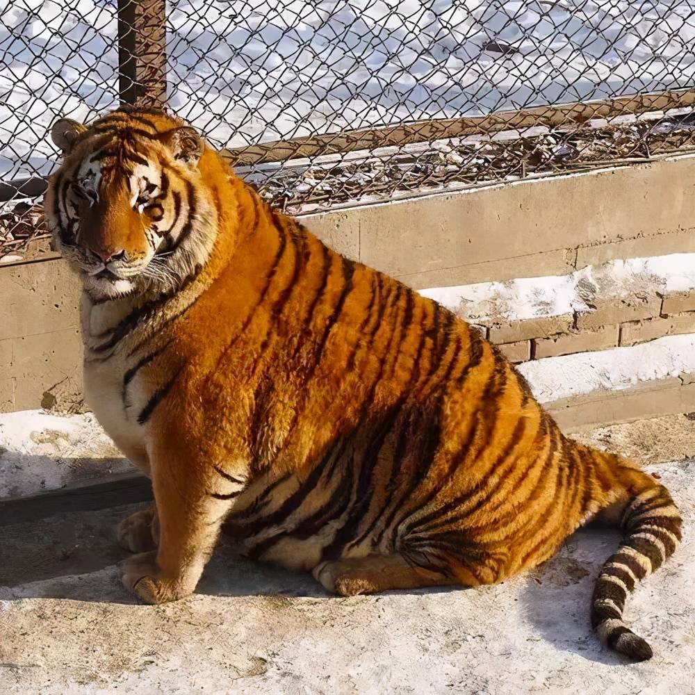 小编也觉得这不像老虎 因为这和家里养的橘猫长得太像了 憨憨的那种