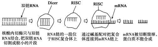 cccDNA|乙肝在研新药RNAi激活剂，成功检测已有3种，阻止转录物翻译