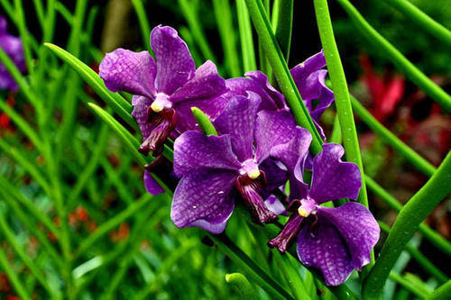 兰花新芽一个月没开花 eca5c591ea674742a7b478b45e212930.jpeg