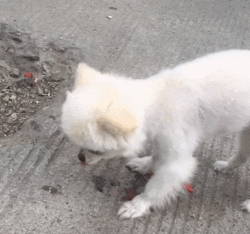 狗狗吃得很专心,突然靠近狗狗,护食的狗一抬头把人吓坏!
