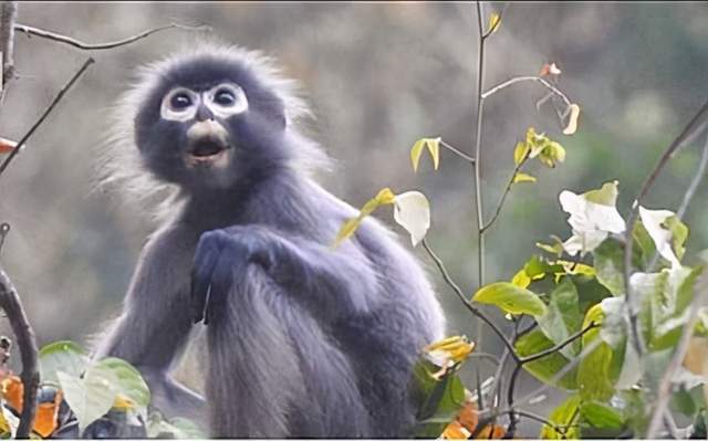 缅甸发现一种猴子新种类,幼时白毛长大黑灰,全球只有200多只