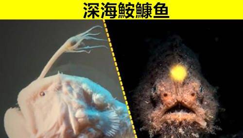 原创深海里有哪些"罕见"生物?细数来自深海鲜少有人知晓的10种生物