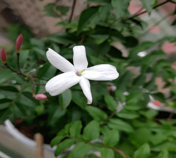 有种甜美叫素馨花红花苞白花瓣开花时美成一片