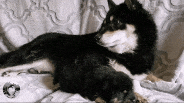 狗狗生娃后,是不是会有很大的变化?