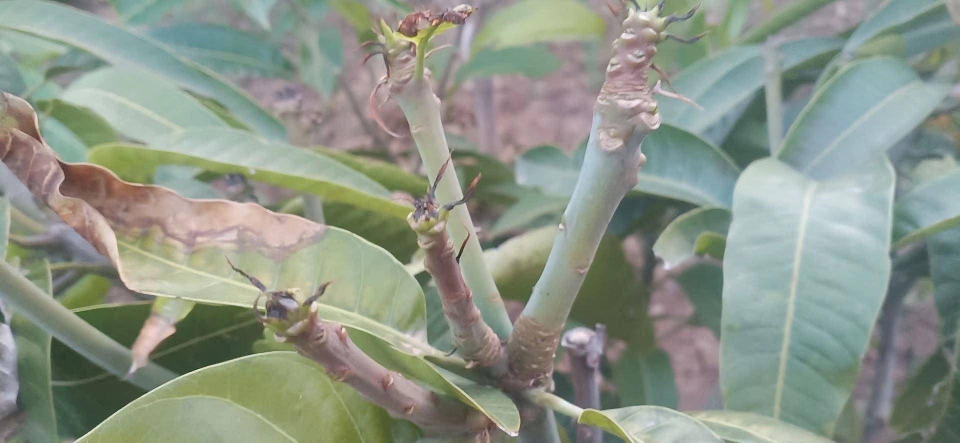 芒果出现叶芽枯死是什么原因,怎么防治_病菌