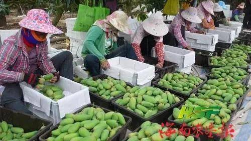 水果加工技术 66dda44e0b2441d2831d8e21e6d043bb.jpeg