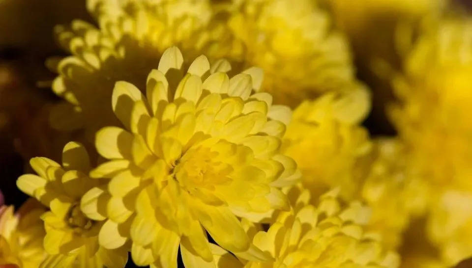 双十一OPPO电视三分钟卖光,也不一定能在彩电业立足-家电圈官网