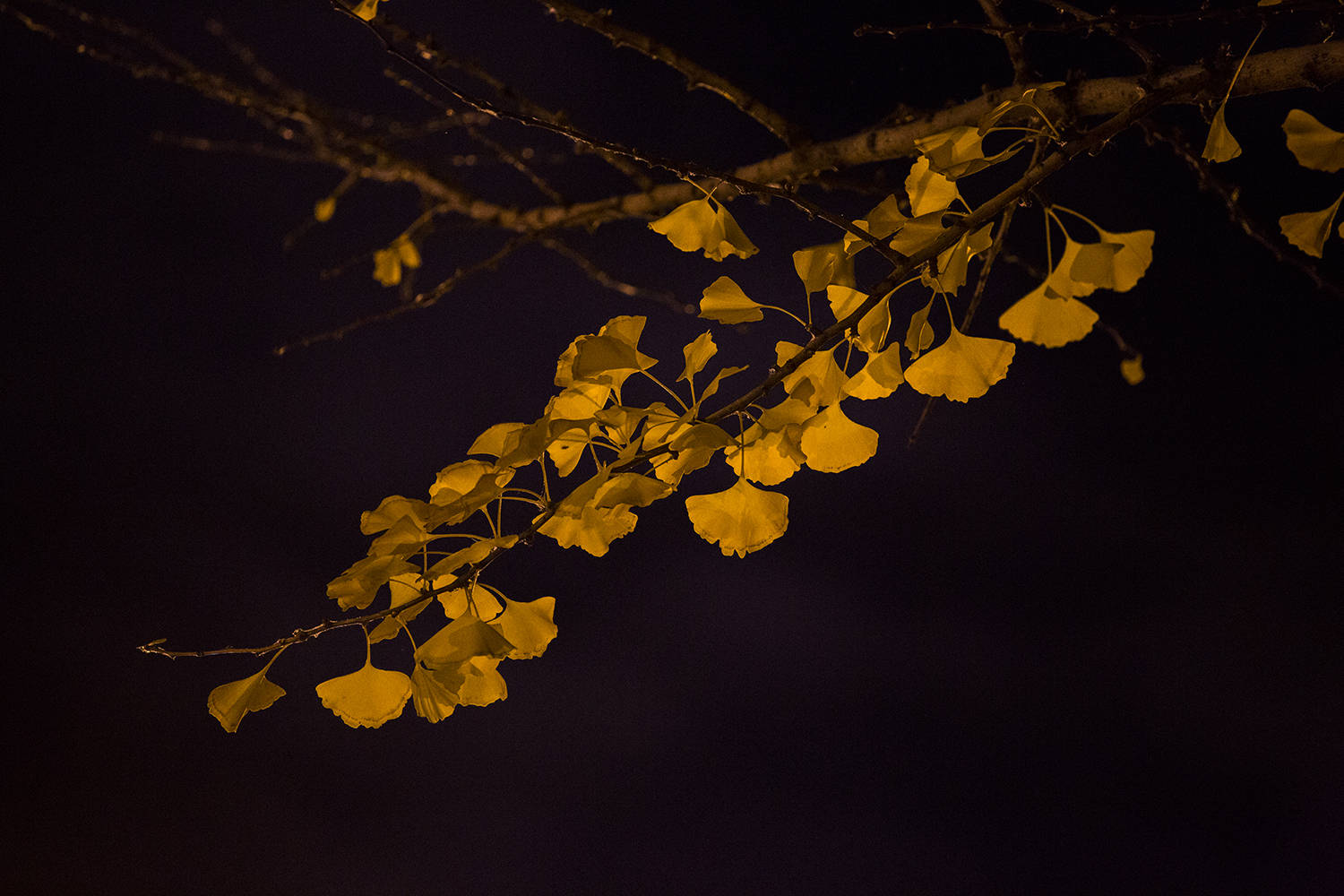 摄影:夜晚的银杏,留住这一抹秋韵