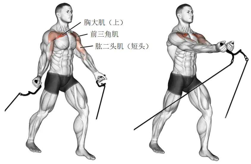 绳索夹胸-cable crossover高位绳索夹胸-high cable crossover03半