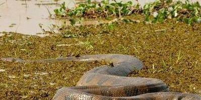 十年为蟒,百年成蚺!这种蛇是世界上最大的蛇类,号称蛇王