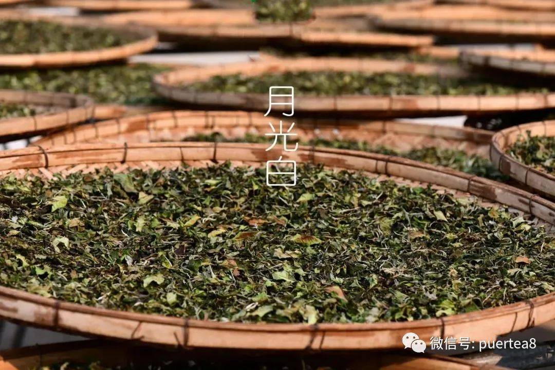 紧压茶|泡一杯茶，你要放多少茶叶？