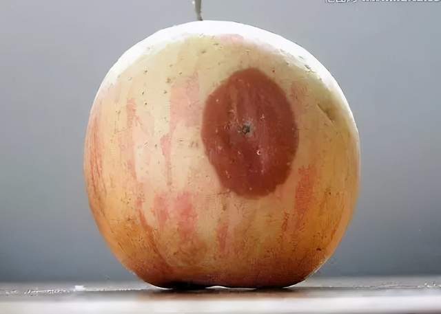 坏一点的梨子能吃吗 daa7d988b0904c66baff9ecd2f04acfa.jpeg