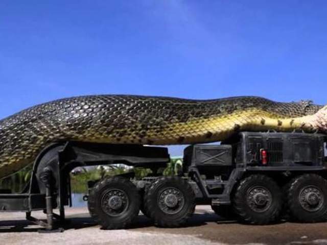 原创世界上最大的蛇到底有多长?会超过30米吗?答案超越认知!