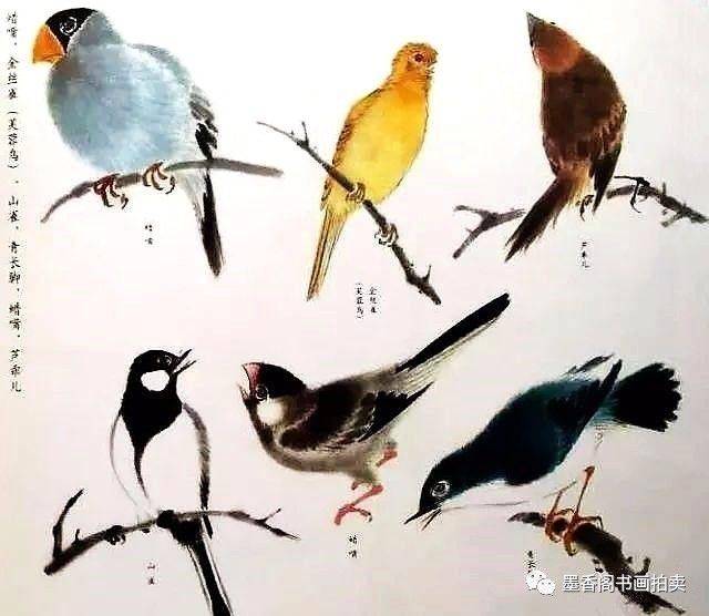 江寒汀 示范讲解鸟的画法