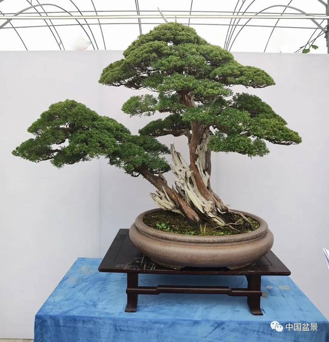 2020年第二届江苏盆景精品展部分作品欣赏