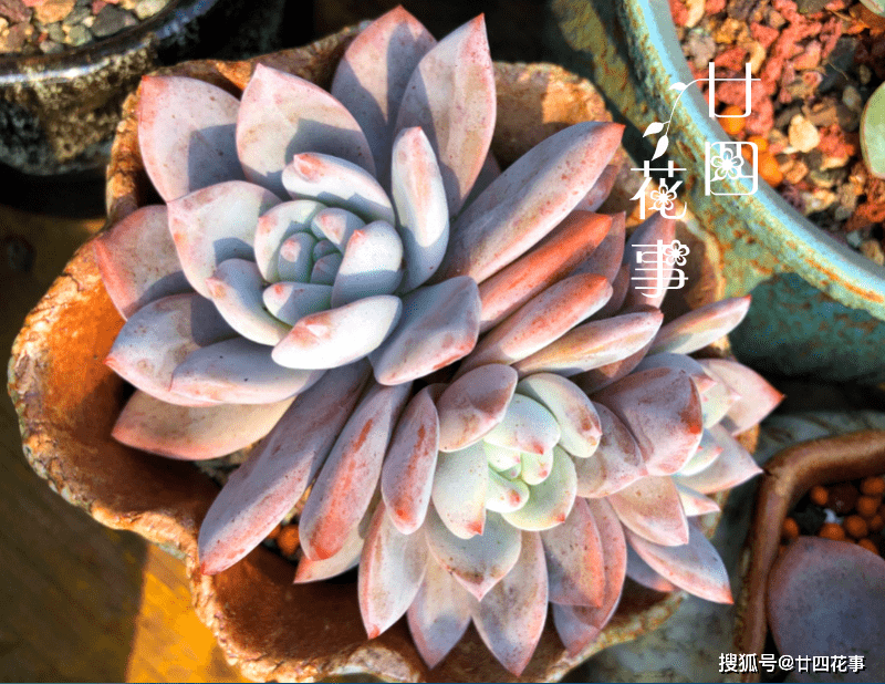 多肉种子多少钱一斤 3f4f42473ed04188a5d83df4f31d7666.png