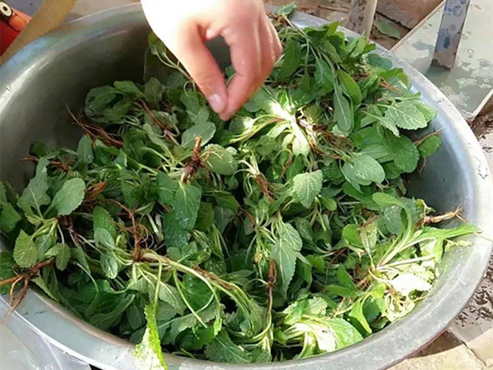 人称荔枝草农村老人用嫩叶煎鸡蛋趁野外还能找到珍惜它