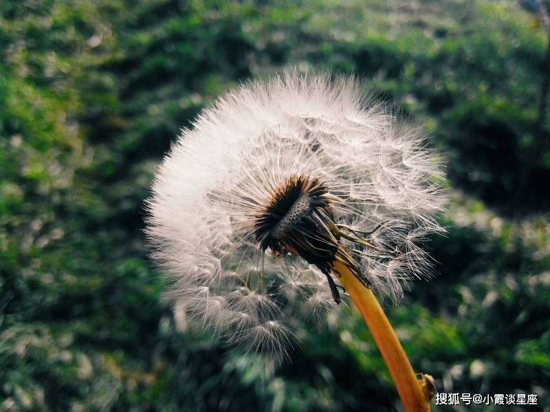 原创占有欲强，最爱吃醋的四大生肖，第三个是当之无愧的醋缸！