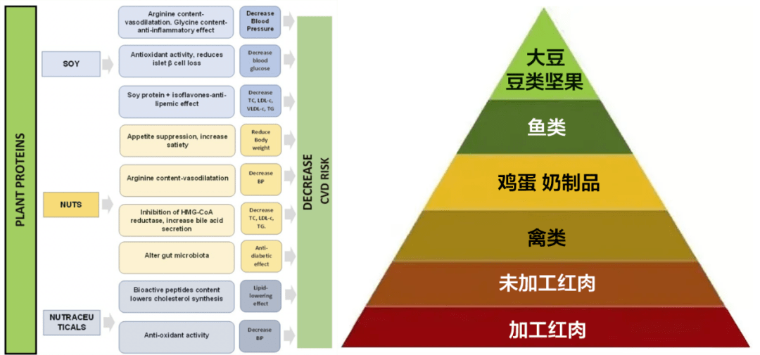 蛋白质排名_蛋白质女王(2)