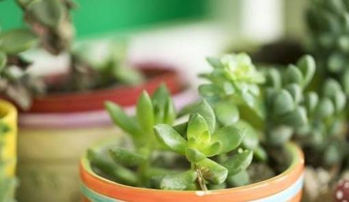 多肉叶插繁殖方法和技术 3ca8c55653ff499eb441b862a4bbb9a3.jpeg