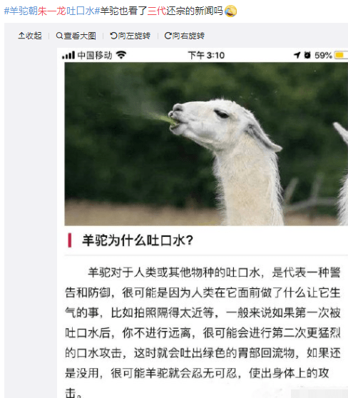 原创朱一龙观看羊驼被吐口水,网友:动物都很有灵性