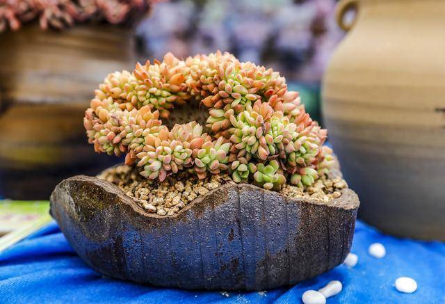 多肉如何养出缀化 13382b62f2354c17a4872e4a2c3f8075.jpeg