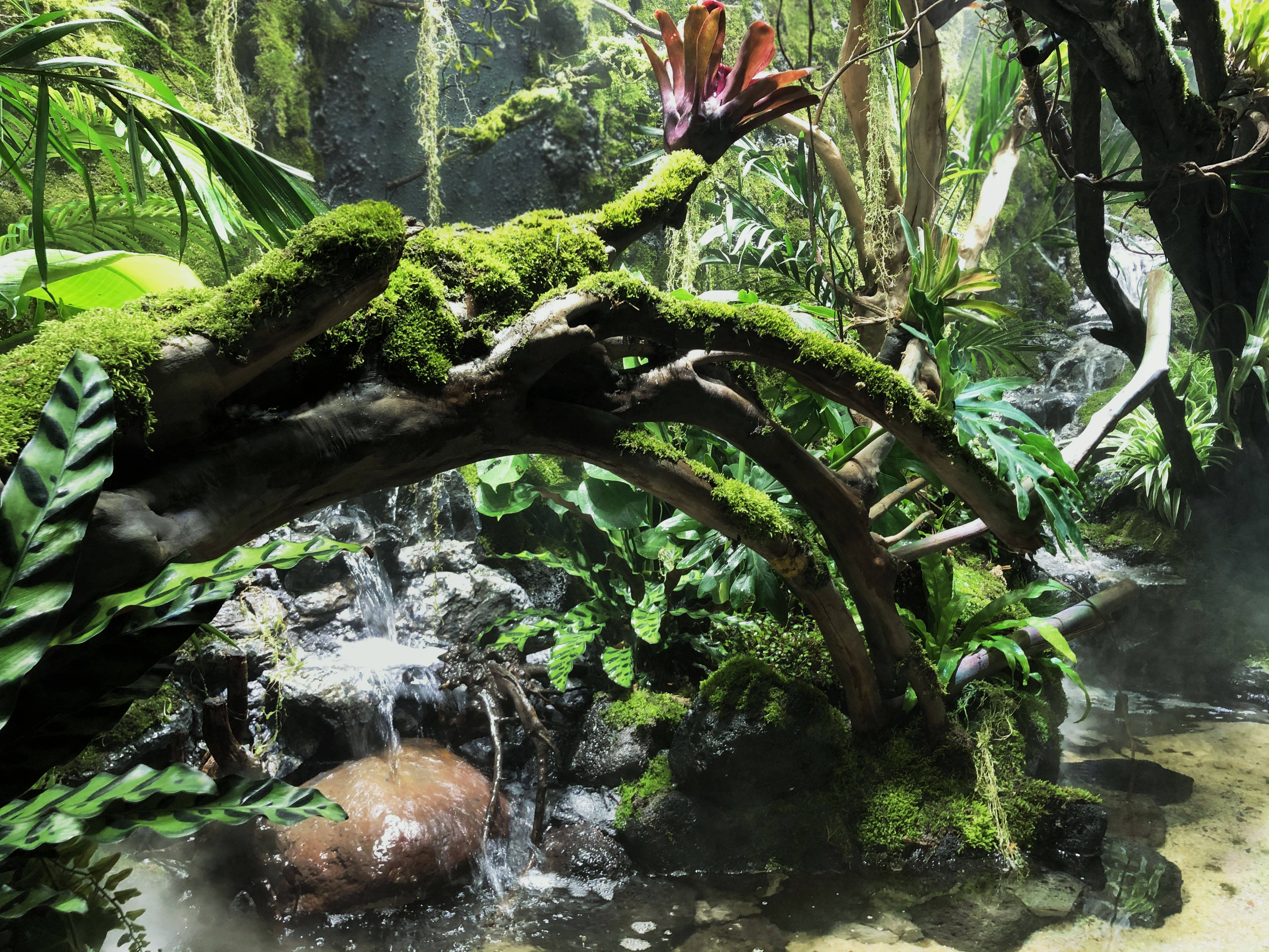 热带雨林缸怎么制作才自然