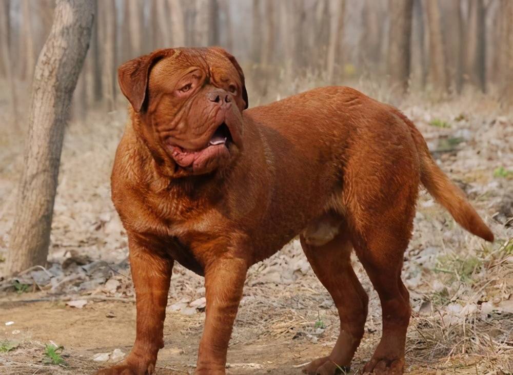 猎犬和英国马士提夫犬,还有西班牙的同类犬杂交产生的强壮凶猛的獒犬
