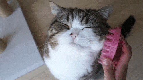 942a171644af4349b10d8d4f8ef4c879.gif