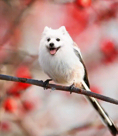 原创搞笑gif趣图:给动物换个头,看上去萌萌哒