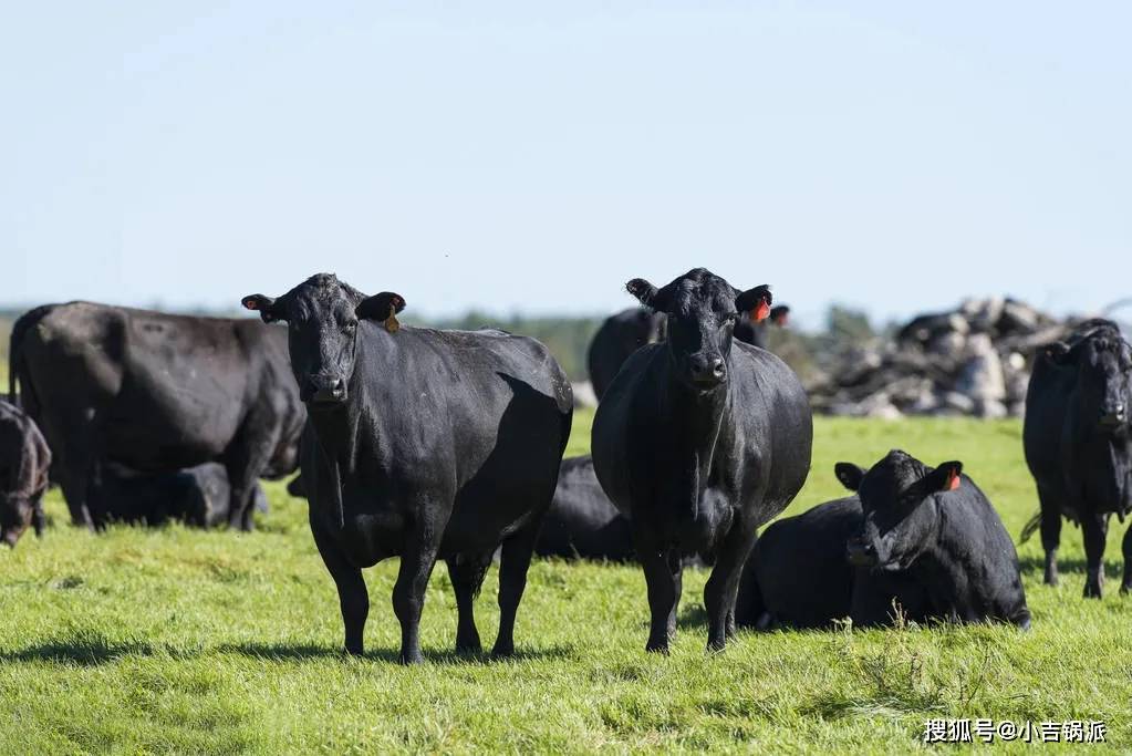 新西兰安格斯黑牛