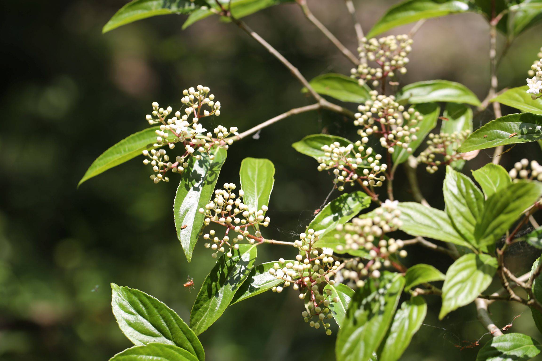 庆元植物1329-忍冬科-荚蒾属-伞房荚蒾(原亚种)