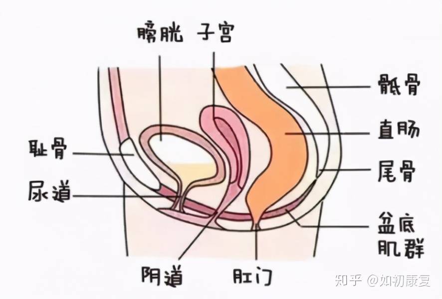 盆底肌运动凯格尔运动应该怎样做